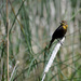 Female Yellow-Headed Blackbird by bjywamer