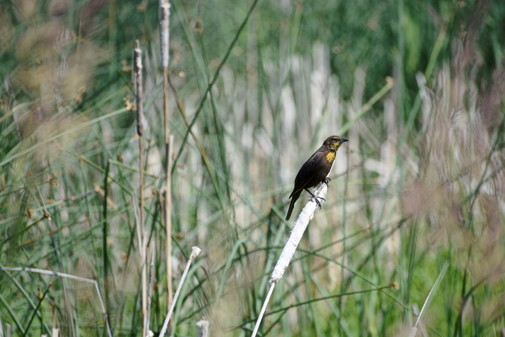 Female Yellow-Headed Blackbird #2 by bjywamer