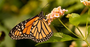 14th Jun 2020 - Side View of Yesterdays Monarch Butterfly!