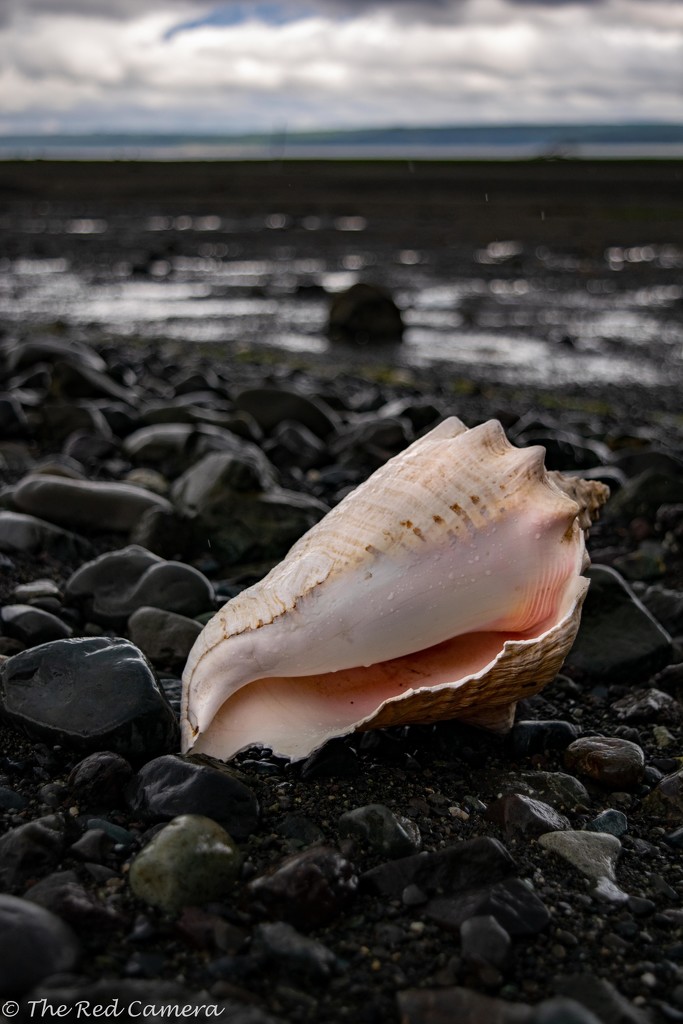 Shell on the shore by theredcamera