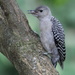A Baby Red-Bellied Woodpecker by cjwhite