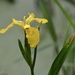 Flag Iris. (Iris Pseudacorus) by wakelys