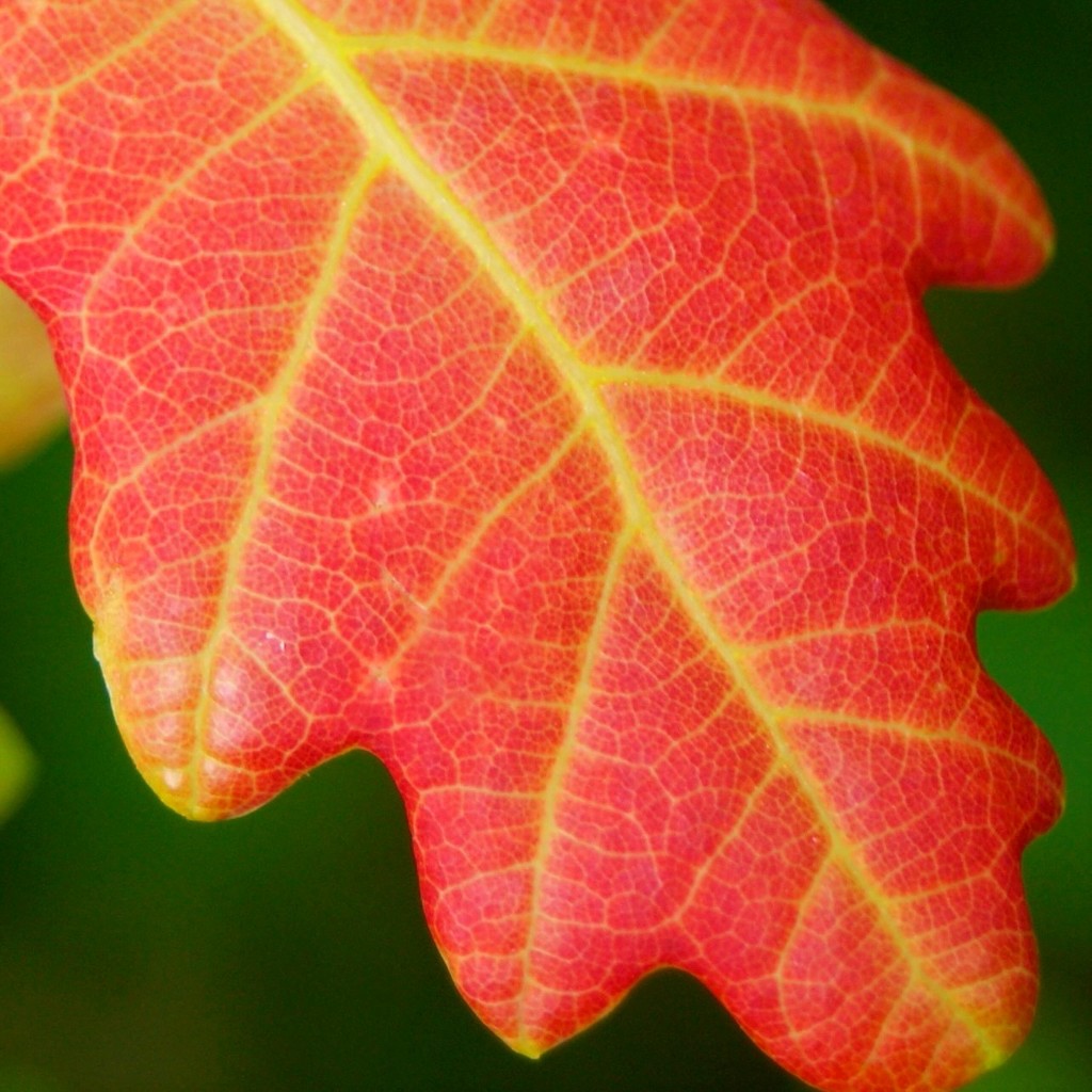 Red Oak Leaf  (don't trouble to comment! x) by filsie65