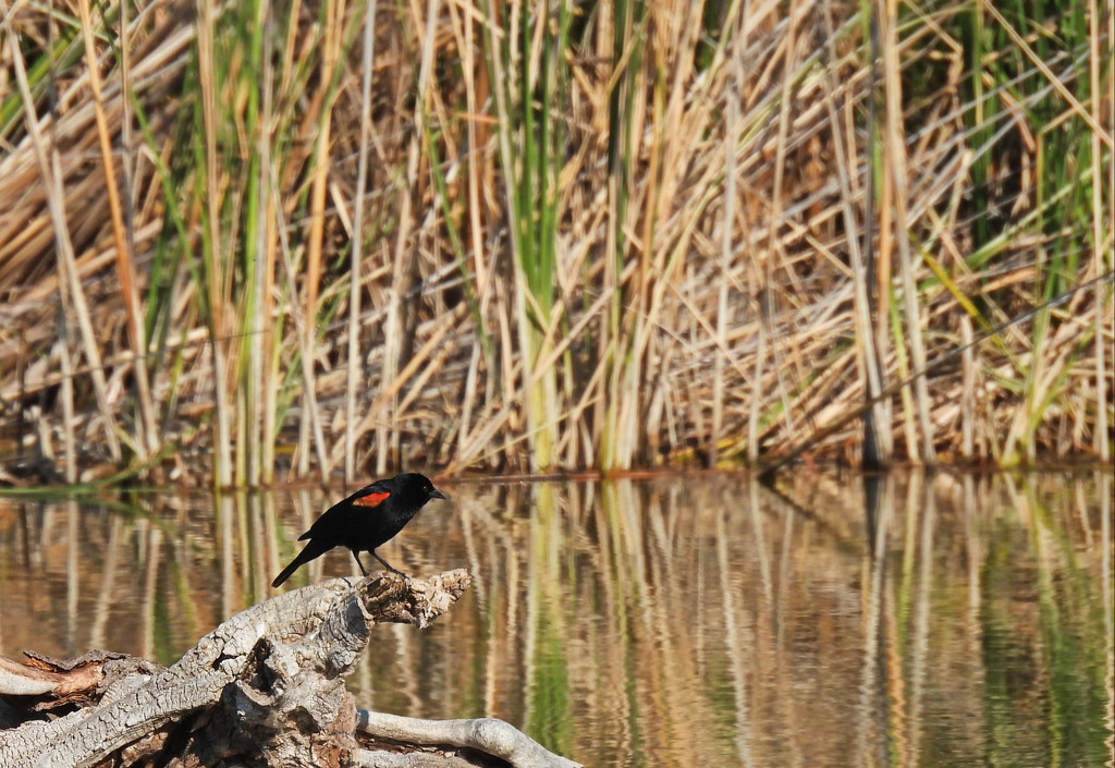 Red-Winged Blackbird by janeandcharlie