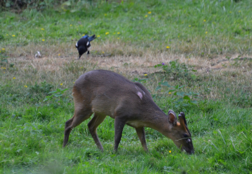 The Muntjac and the Magpie by arkensiel