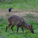 The Muntjac and the Magpie by arkensiel