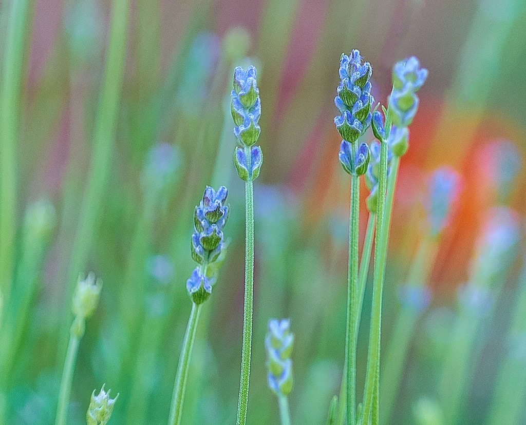 Lavender by gardencat