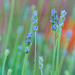 Lavender by gardencat