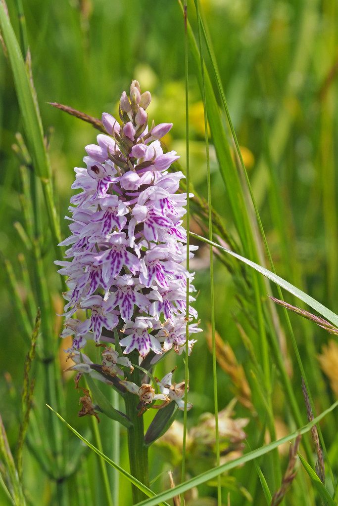 Common Spotted-orchid by philhendry