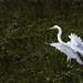 White Egret Fluffing Her Petticoats  by jgpittenger