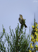 15th Jun 2020 - White Throated Sparrow Singing