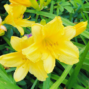 13th Jun 2020 - Our Yellow Lilies