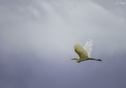 16th Jun 2020 - White Egret Flying Into the Light