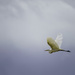 White Egret Flying Into the Light by jgpittenger