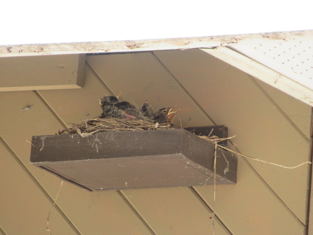 Baby Robins underneath  the shed's soffit by bruni