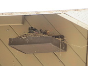 15th Jun 2020 - Baby Robins underneath  the shed's soffit