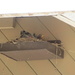 Baby Robins underneath  the shed's soffit by bruni