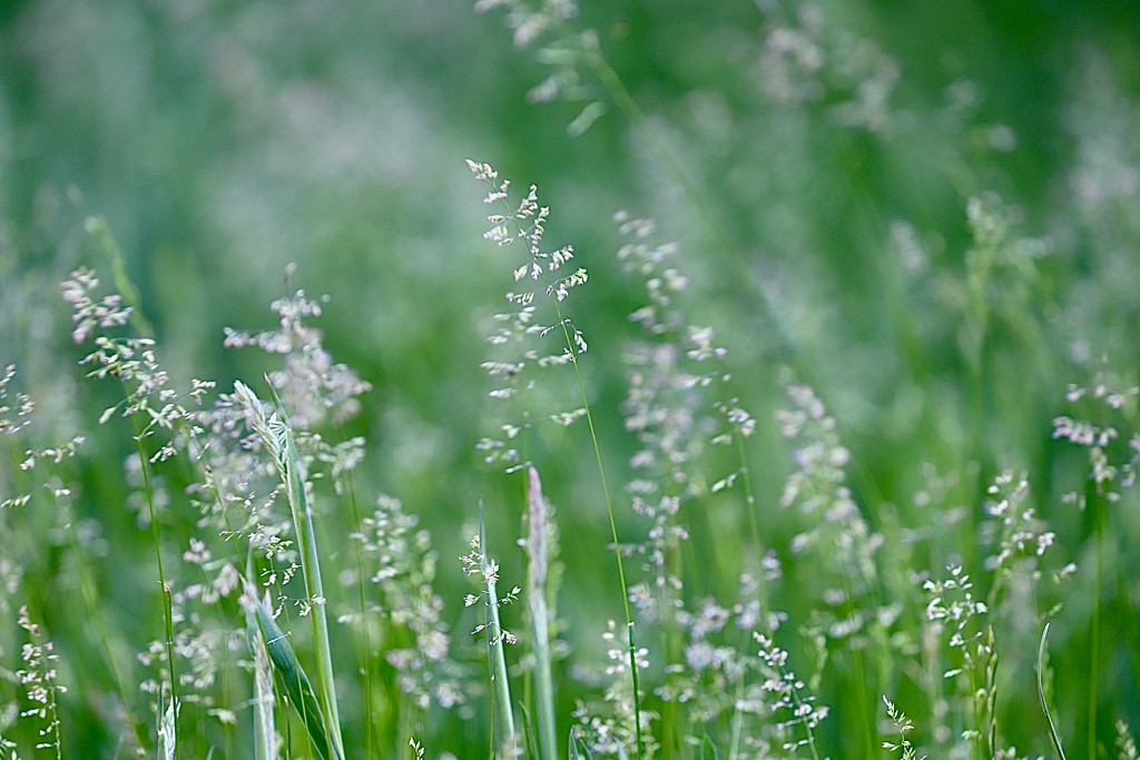 Summer Grasses by carole_sandford