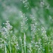 Summer Grasses by carole_sandford
