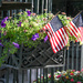 Flag Day by danette