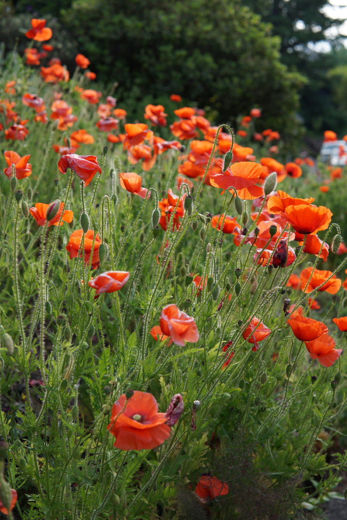 poppies by applegater