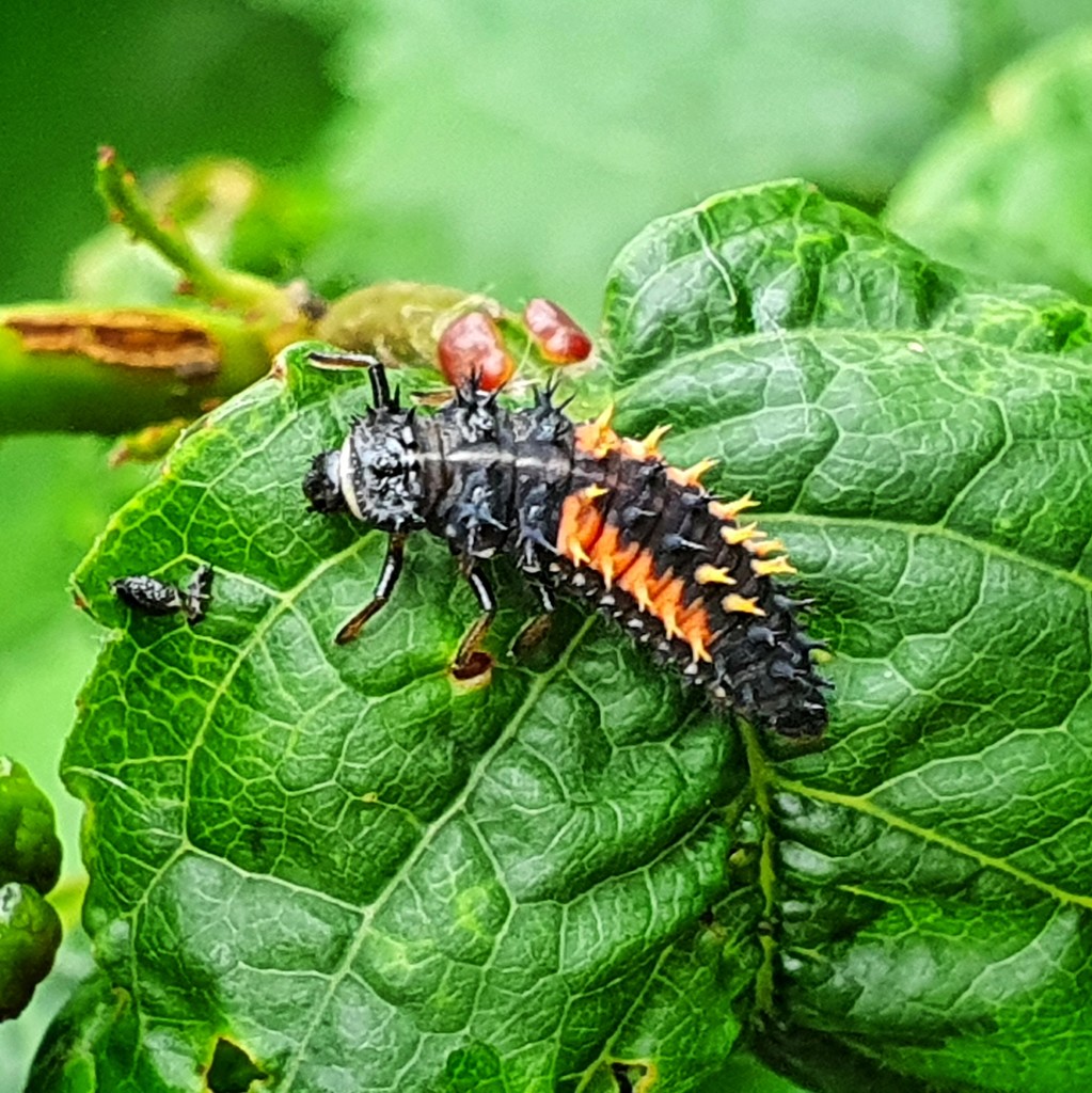 Ladybird larvae by isaacsnek