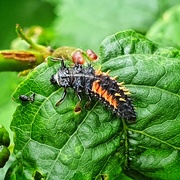 15th Jun 2020 - Ladybird larvae