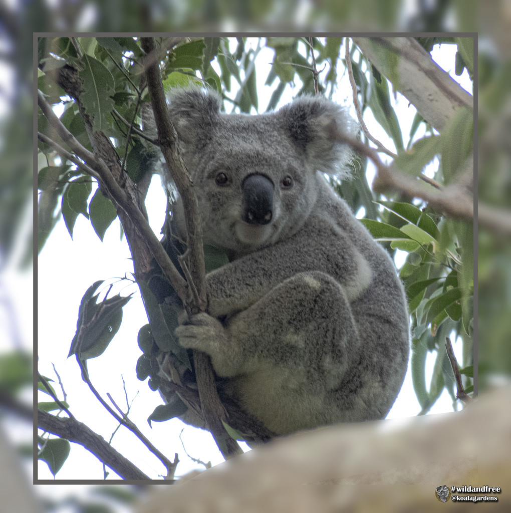 so round by koalagardens