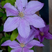 "Sally" Clematis by bjywamer