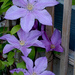"Sally" Clematis #2 by bjywamer