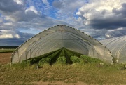 7th Jun 2020 - Strawberry greenhouse
