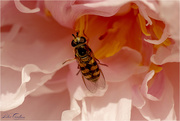 15th Jun 2020 - Little Bee