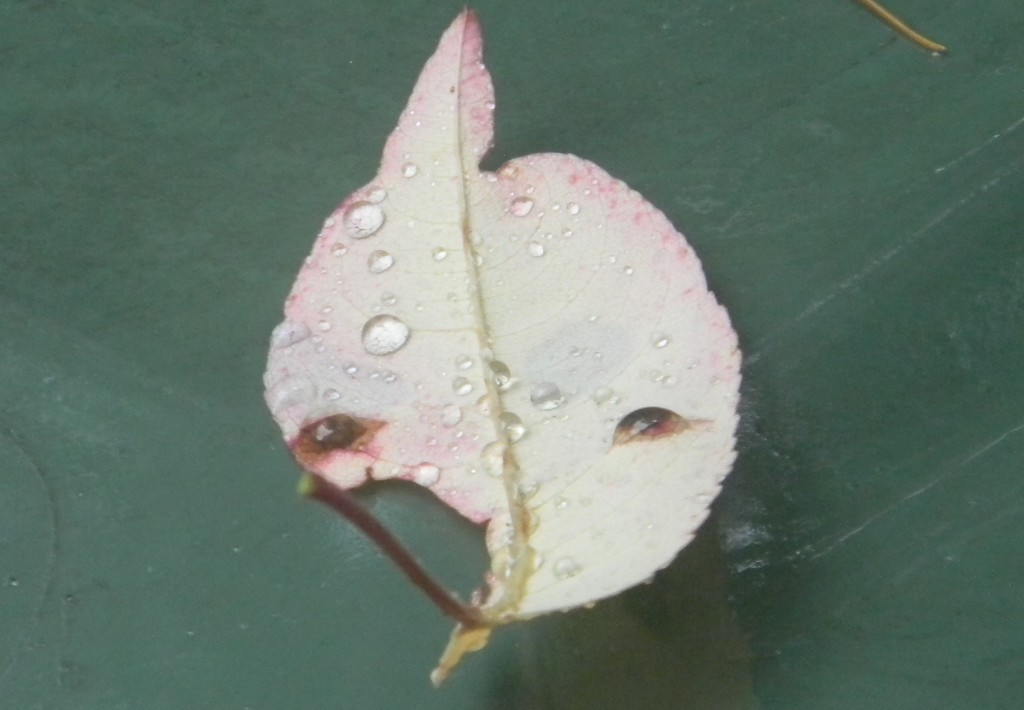 Leaf with Raindrops on Recycle Bin  by sfeldphotos