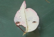 15th Jun 2020 - Leaf with Raindrops on Recycle Bin 