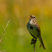 15th Jun 2020 - song sparrow