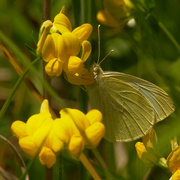 15th Jun 2020 - cabbage white butterfly and bird's foot trefoil