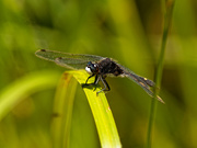 15th Jun 2020 - dot-tailed whiteface dragonfly