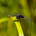 dot-tailed whiteface dragonfly by rminer