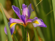 15th Jun 2020 - southern blue flag iris
