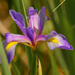 southern blue flag iris by rminer