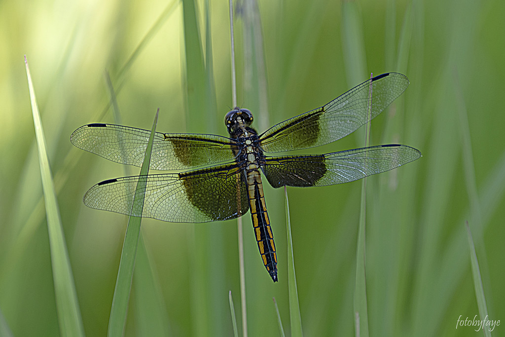 The Dragonfly by fayefaye