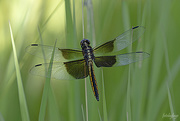 15th Jun 2020 - The Dragonfly