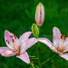 Pink Lilies by randystreat