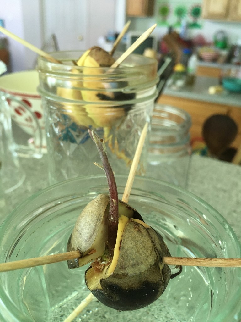 one of my avocado pits has a sprout! by wiesnerbeth