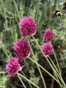 15th Jun 2020 - Photobombed by a bee
