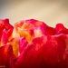 Rose detail by theredcamera