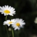 daisies 1 by edorreandresen