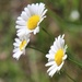 daisies 2 by edorreandresen