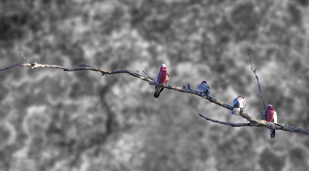 Galah line by pusspup