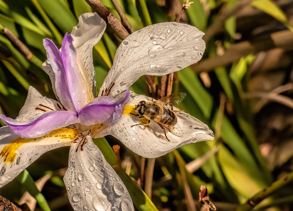 Dietes looking soggy by ludwigsdiana